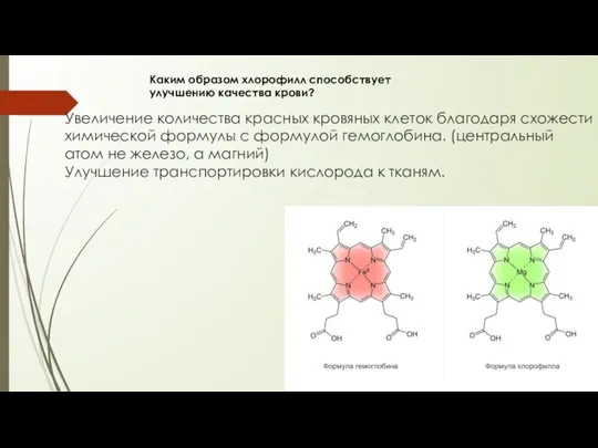 Каким образом хлорофилл способствует улучшению качества крови? Увеличение количества красных кровяных клеток