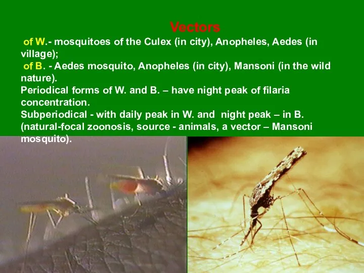 Vectors of W.- mosquitoes of the Culex (in city), Anopheles, Aedes (in