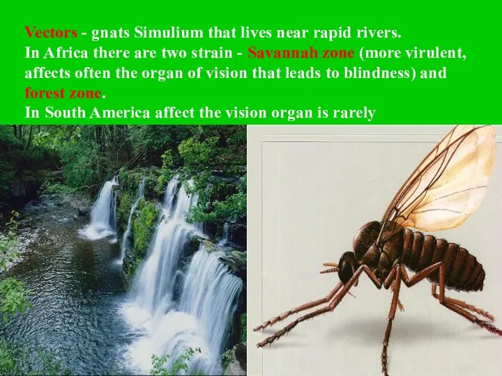 Vectors - gnats Simulium that lives near rapid rivers. In Africa there