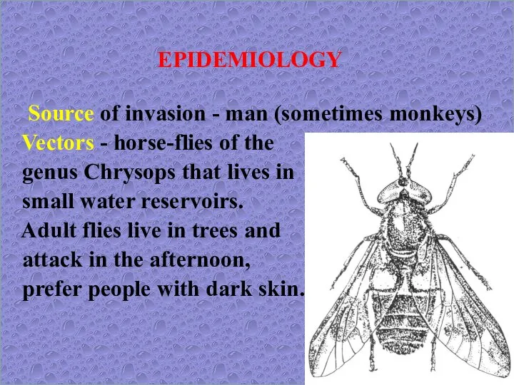 EPIDEMIOLOGY Source of invasion - man (sometimes monkeys) Vectors - horse-flies of