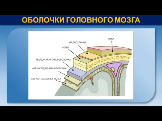 ОБОЛОЧКИ ГОЛОВНОГО МОЗГА