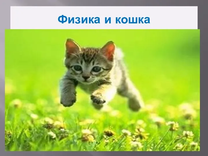 Физика и кошка