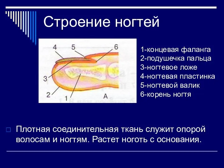 Строение ногтей Плотная соединительная ткань служит опорой волосам и ногтям. Растет ноготь