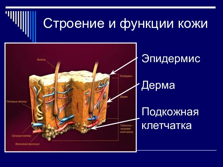 Строение и функции кожи Эпидермис Дерма Подкожная клетчатка