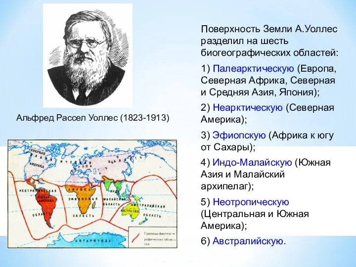 Поверхность Земли А.Уоллес разделил на шесть биогеографических областей: 1) Палеарктическую (Европа, Северная