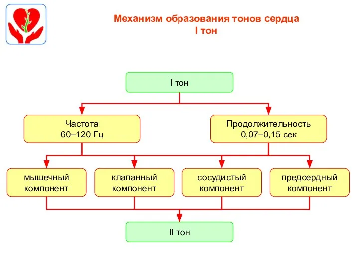 Механизм образования тонов сердца I тон Частота 60–120 Гц Продолжительность 0,07–0,15 сек