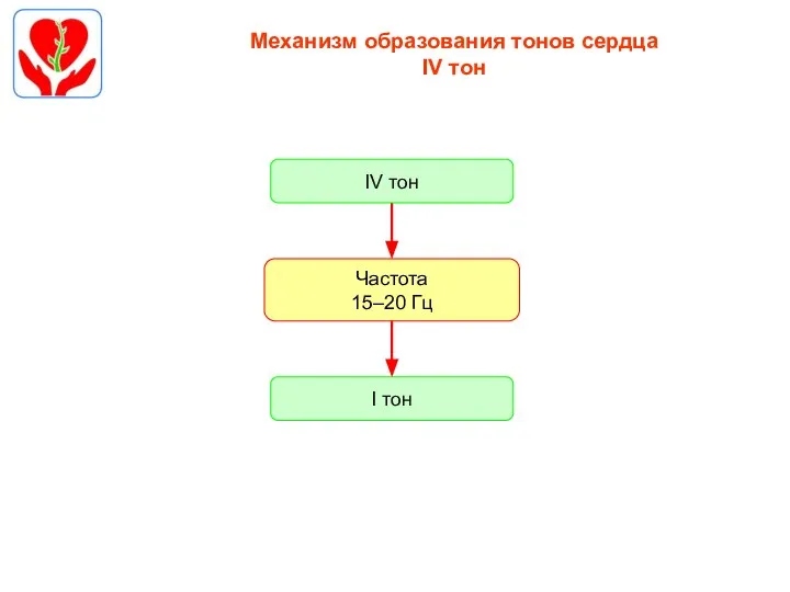 Механизм образования тонов сердца IV тон Частота 15–20 Гц I тон IV тон