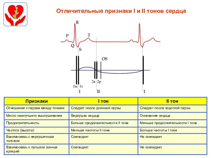 Отличительные признаки I и II тонов сердца