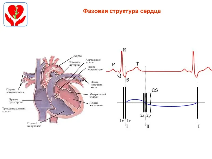 Фазовая структура сердца