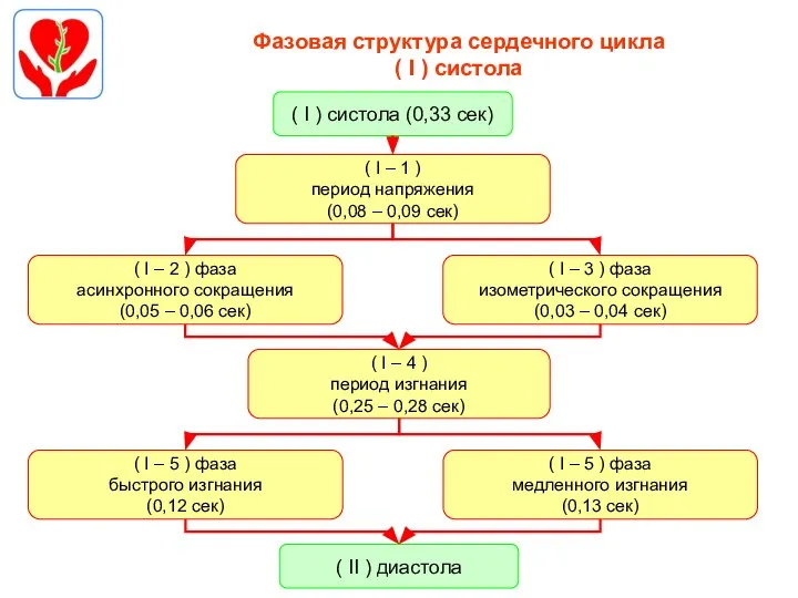 Фазовая структура сердечного цикла ( I ) систола ( I – 1