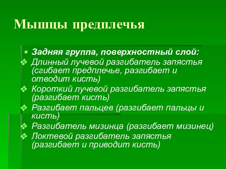 Мышцы предплечья Задняя группа, поверхностный слой: Длинный лучевой разгибатель запястья (сгибает предплечье,