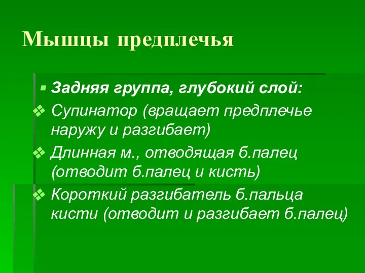 Мышцы предплечья Задняя группа, глубокий слой: Супинатор (вращает предплечье наружу и разгибает)