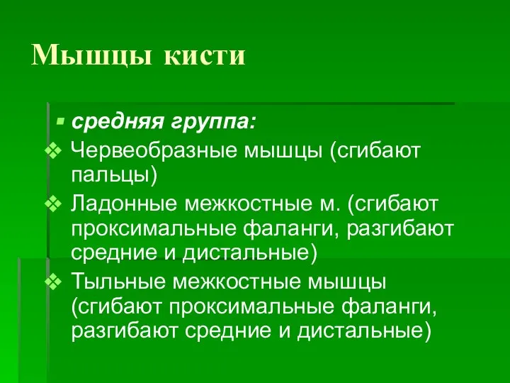 Мышцы кисти средняя группа: Червеобразные мышцы (сгибают пальцы) Ладонные межкостные м. (сгибают