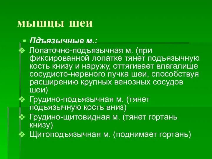 мышцы шеи Пдъязычные м.: Лопаточно-подъязычная м. (при фиксированной лопатке тянет подъязычную кость