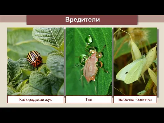 Вредители Колорадский жук Бабочка-белянка Тля