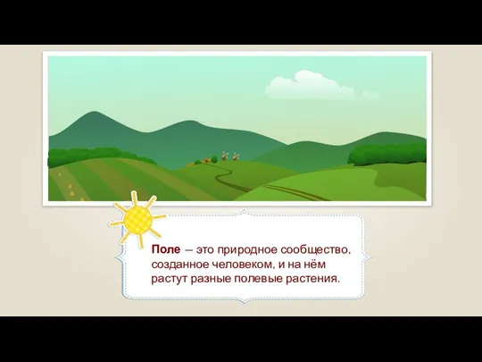 Поле — это природное сообщество, созданное человеком, и на нём растут разные полевые растения.
