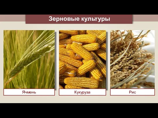 Зерновые культуры Ячмень Кукуруза Рис
