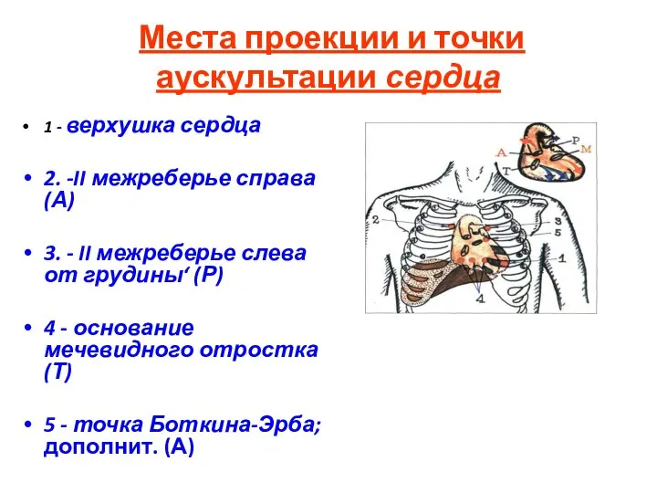 Места проекции и точки аускультации сердца 1 - верхушка сердца 2. -II