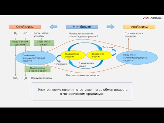 Электрические явления ответственны за обмен веществ в человеческом организме. Метаболизм Катаболизм Анаболизм
