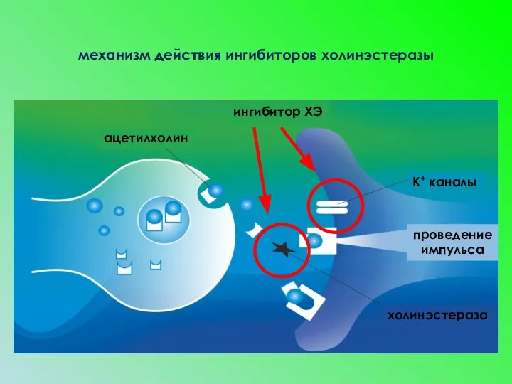 ацетилхолин К+ каналы холинэстераза проведение импульса ингибитор ХЭ механизм действия ингибиторов холинэстеразы