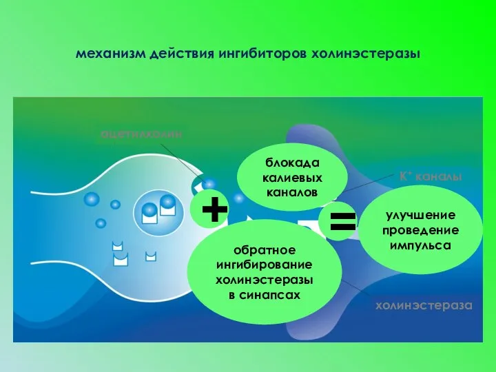 ацетилхолин К+ каналы холинэстераза обратное ингибирование холинэстеразы в синапсах улучшение проведение импульса