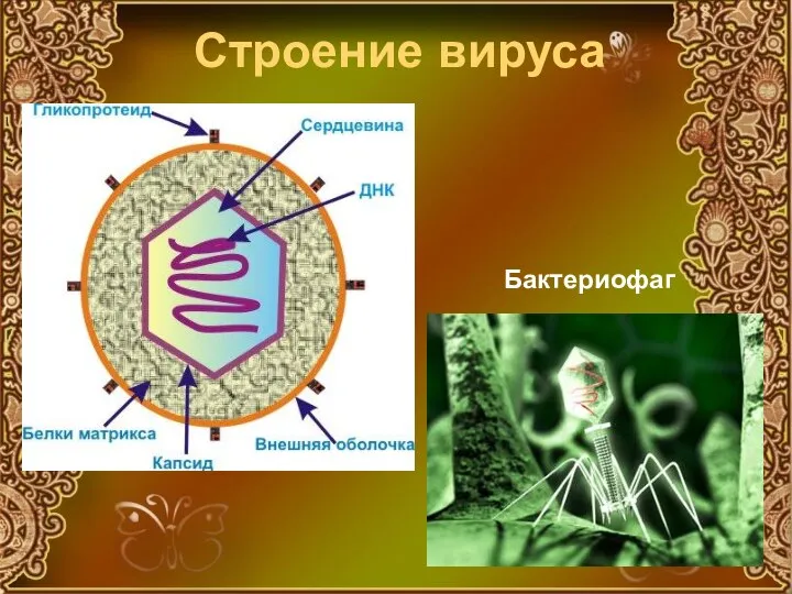 Строение вируса Бактериофаг