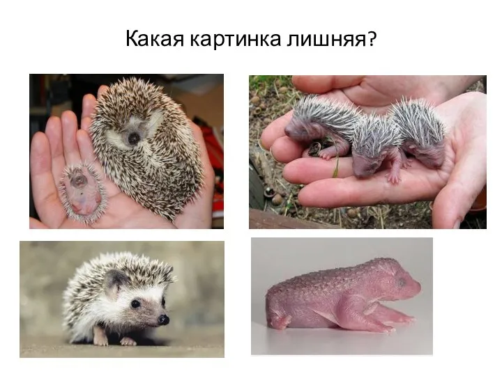 Какая картинка лишняя?