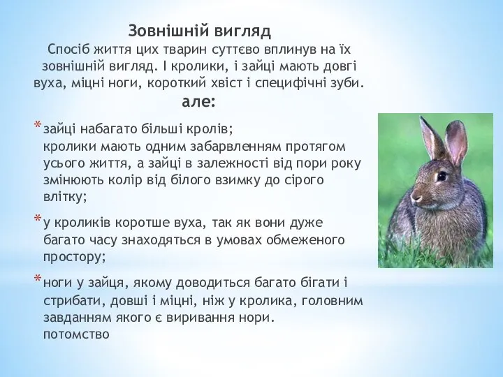 Зовнішній вигляд Спосіб життя цих тварин суттєво вплинув на їх зовнішній вигляд.