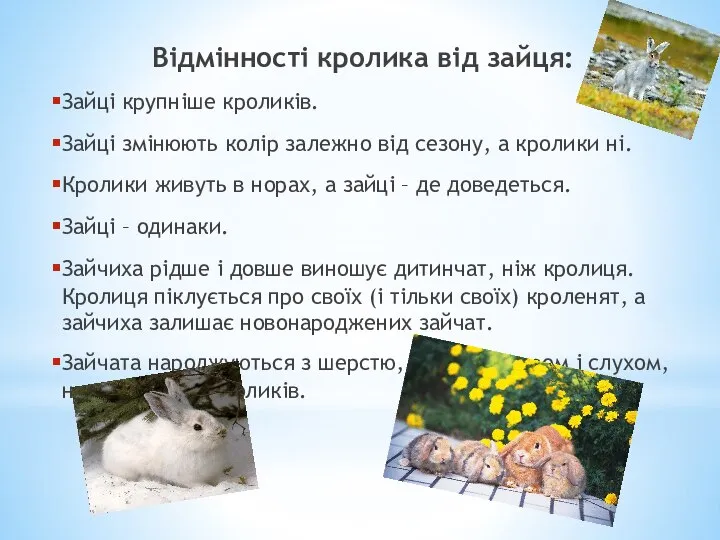 Відмінності кролика від зайця: Зайці крупніше кроликів. Зайці змінюють колір залежно від