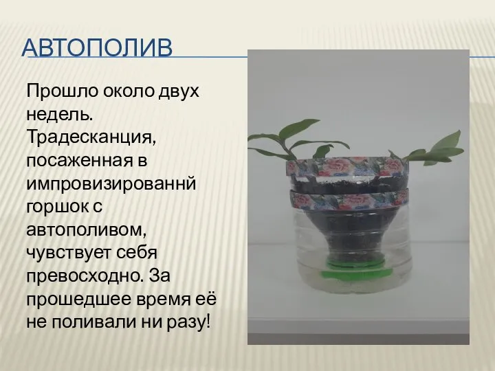 АВТОПОЛИВ Прошло около двух недель. Традесканция, посаженная в импровизированнй горшок с автополивом,