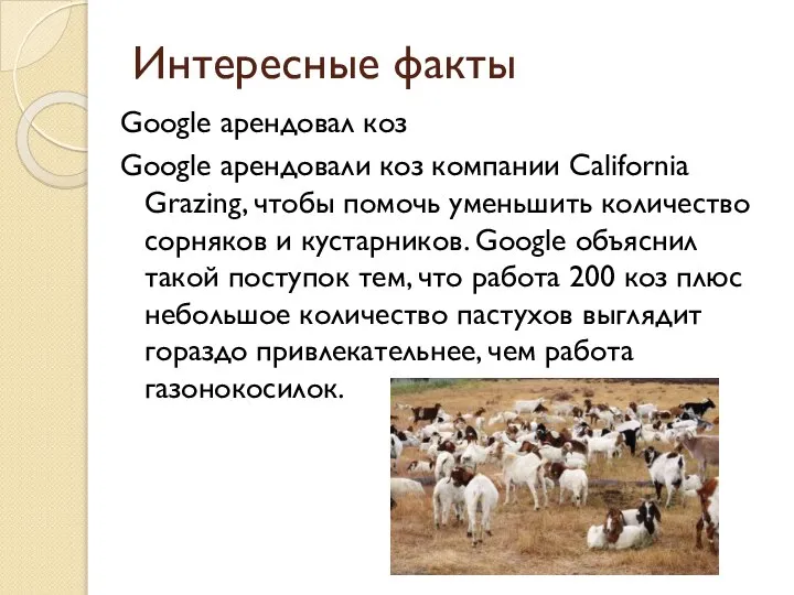 Интересные факты Google арендовал коз Google арендовали коз компании California Grazing, чтобы