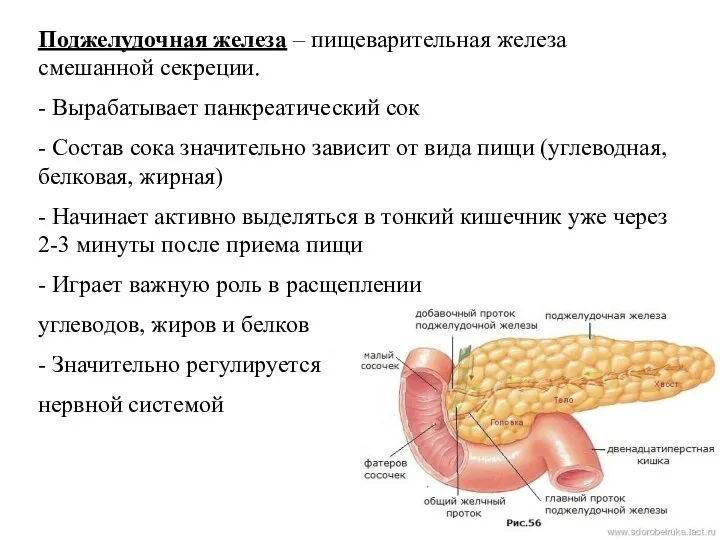 Поджелудочная железа – пищеварительная железа смешанной секреции. - Вырабатывает панкреатический сок -