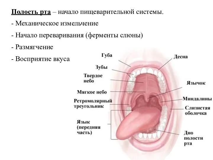 Полость рта – начало пищеварительной системы. - Механическое измельчение - Начало переваривания