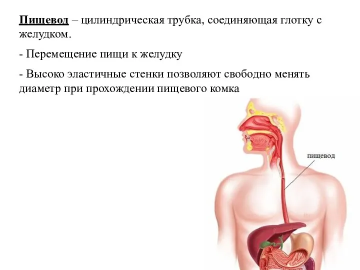 Пищевод – цилиндрическая трубка, соединяющая глотку с желудком. - Перемещение пищи к