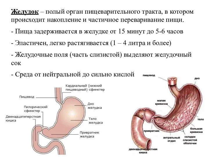 Желудок – полый орган пищеварительного тракта, в котором происходит накопление и частичное