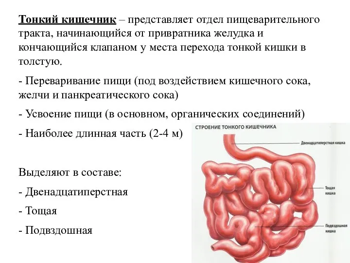 Тонкий кишечник – представляет отдел пищеварительного тракта, начинающийся от привратника желудка и