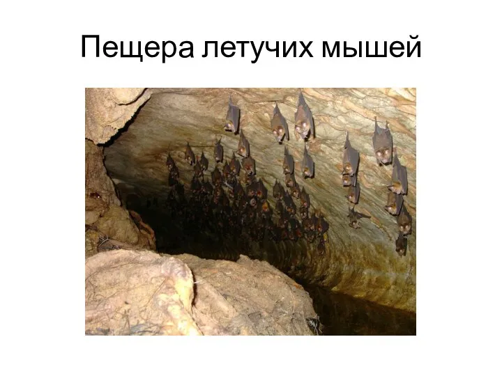 Пещера летучих мышей