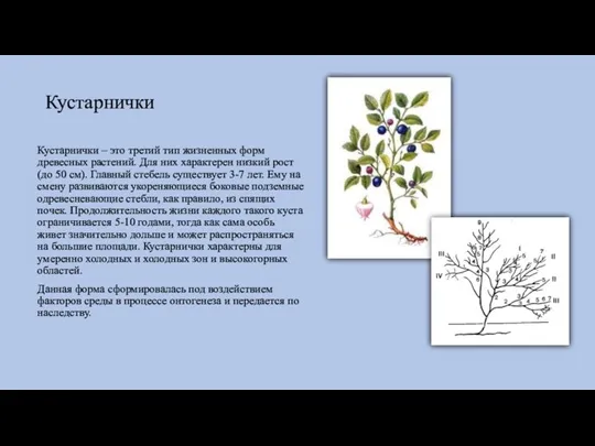 Кустарнички Кустарнички – это третий тип жизненных форм древесных растений. Для них