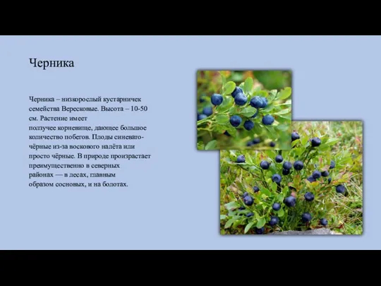 Черника Черника – низкорослый кустарничек семейства Вересковые. Высота – 10-50 см. Растение