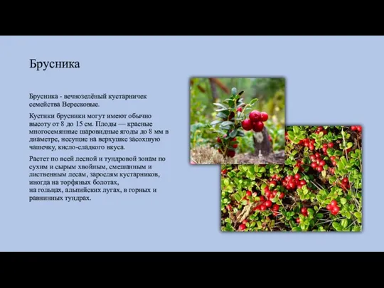 Брусника Брусника - вечнозелёный кустарничек семейства Вересковые. Кустики брусники могут имеют обычно