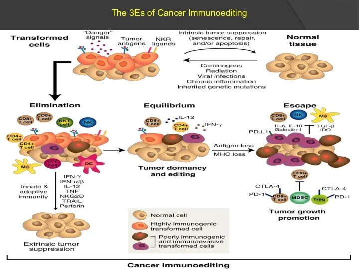 The 3Es of Cancer Immunoediting
