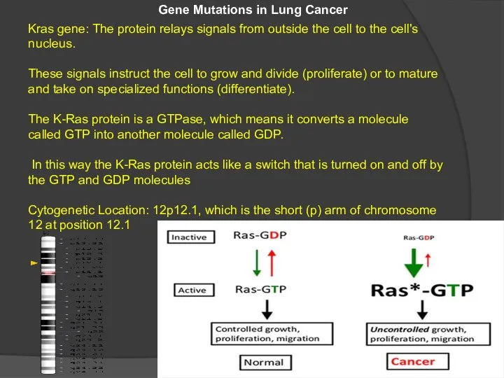 Kras gene: The protein relays signals from outside the cell to the