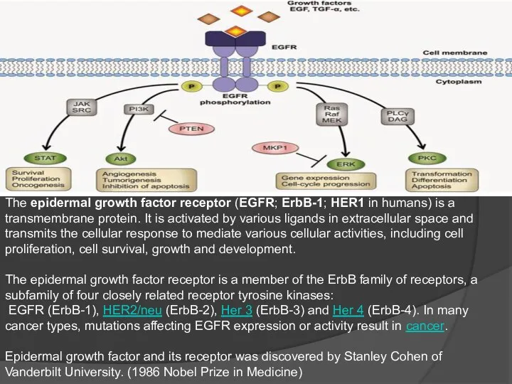 The epidermal growth factor receptor (EGFR; ErbB-1; HER1 in humans) is a