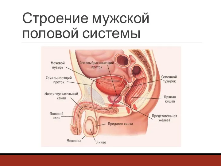 Строение мужской половой системы