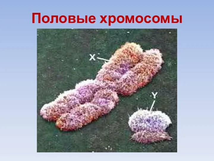 Половые хромосомы