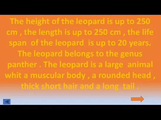 The height of the leopard is up to 250 cm , the