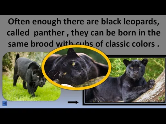Often enough there are black leopards, called panther , they can be