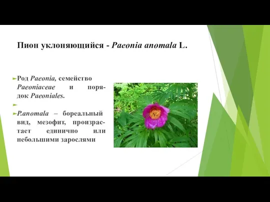 Пион уклоняющийся - Paeonia anomala L. Род Paeonia, семейство Paeoniaceae и поря-док