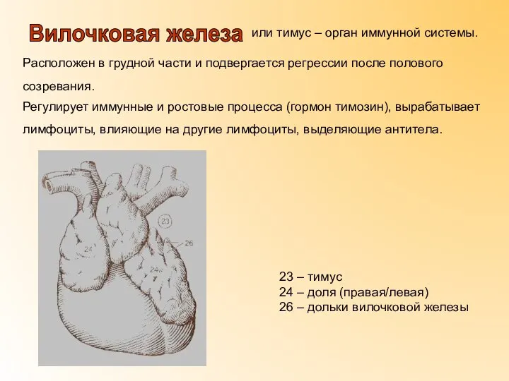или тимус – орган иммунной системы. Расположен в грудной части и подвергается