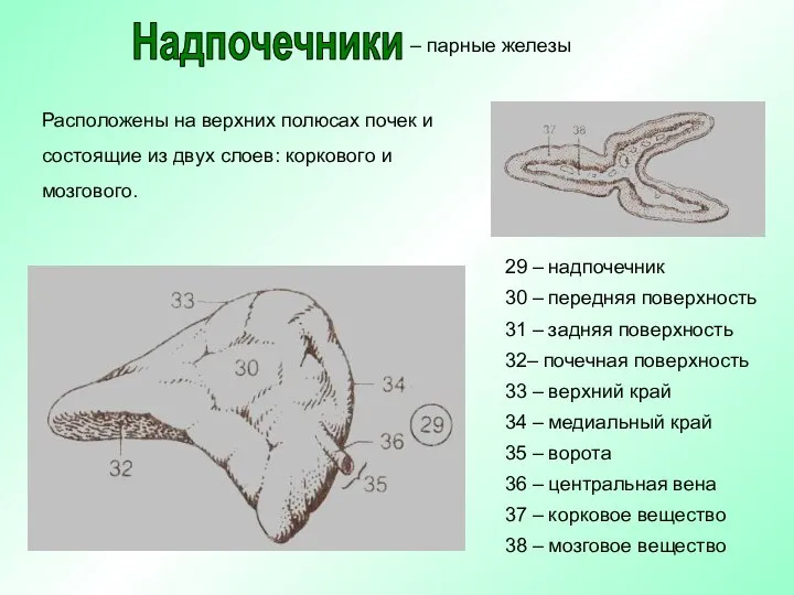 Расположены на верхних полюсах почек и состоящие из двух слоев: коркового и